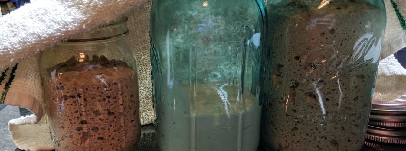 three types of sourdough starters in jars