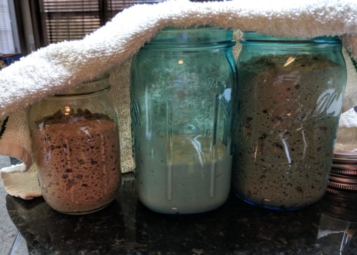 three types of sourdough starters in jars